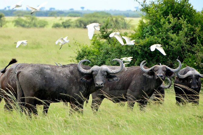 Private 9 Days Mid Range Safari in Uganda - Transportation Logistics