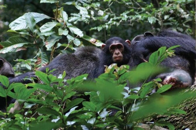 Private 9 Days Mid Range Safari in Uganda - Dining Experience