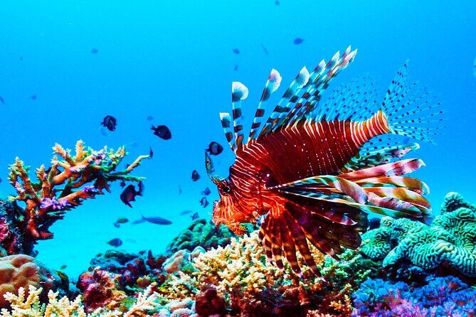 Private 90 Minute Snorkel Tour at Anse Cochon Marine Reserve - An Honest Look at the Snorkel Tour Experience