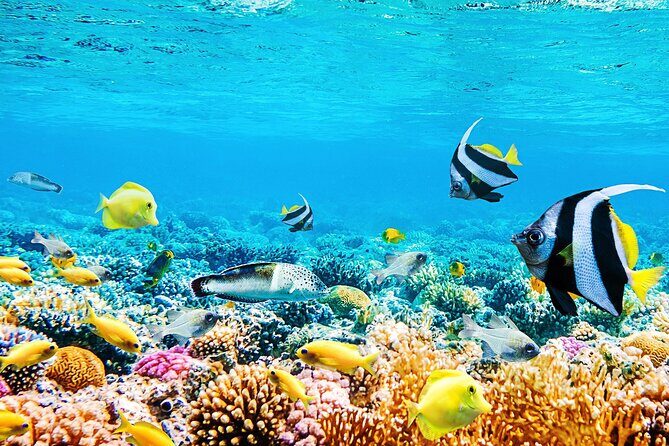 Private 90 Minute Snorkel Tour at Anse Cochon Marine Reserve - FAQ