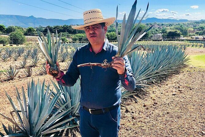 Private Adventure to Casa Sauza Distillery and Visit to Tequila - FAQ
