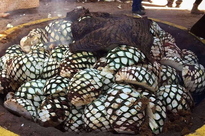 Private Adventure to Tequila and el Cascahuin Distillery - An In-Depth Look at the Tour Experience