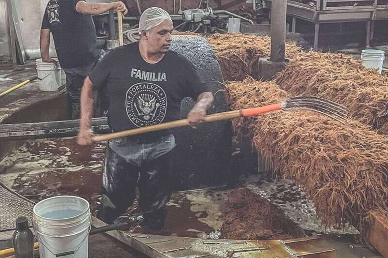 Private Adventure to Tequila and la Fortaleza Distillery - Good To Know