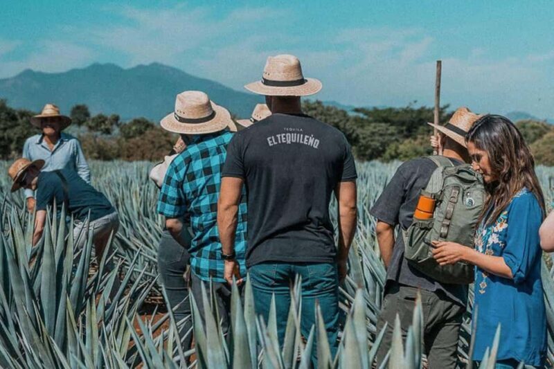 Private Adventure to Tequila and Tequila El Tequileño - The Itinerary Breakdown