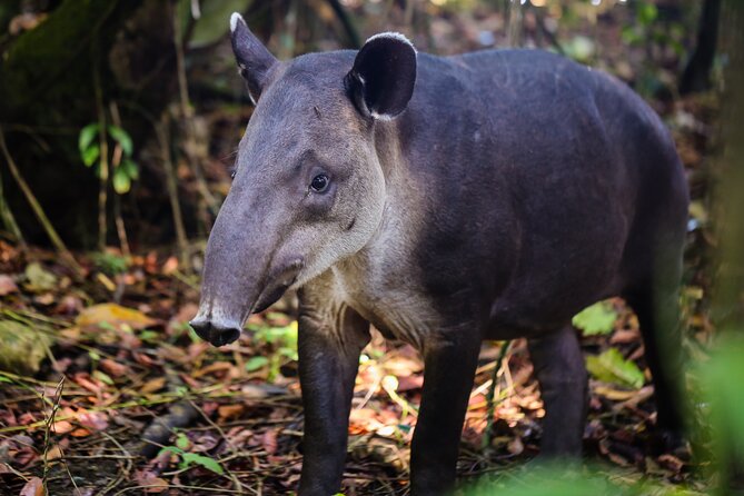 Private Adventure Tour in Corcovado Natural Park - What to Expect