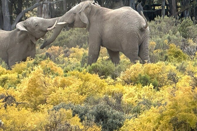 Private African Big 5 Safari Aquila Game Reserve From Cape Town - Pricing and Booking Details