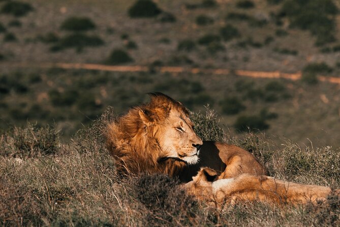 Private African Big 5 Safari Aquila Game Reserve From Cape Town - Important Information for Visitors