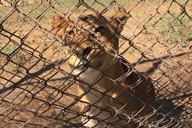 Private Africano Park Alexandria Safari From Cairo - Booking and Pricing Information