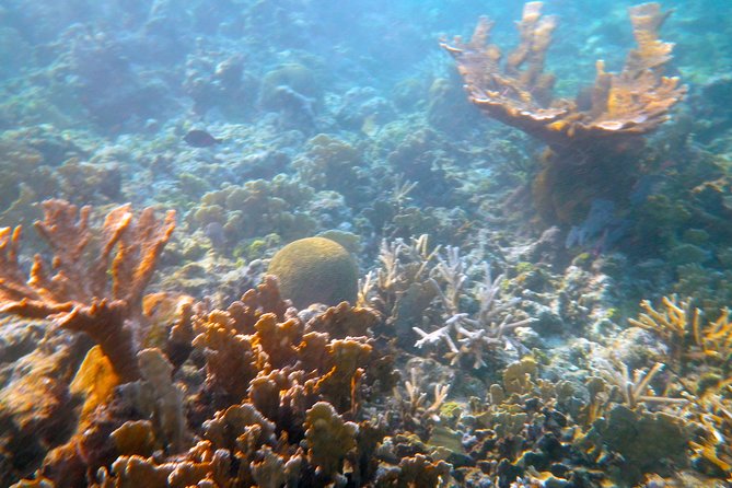 Private Afternoon Snorkel With Sunset Sail in Key West - Snorkeling Cruise Overview