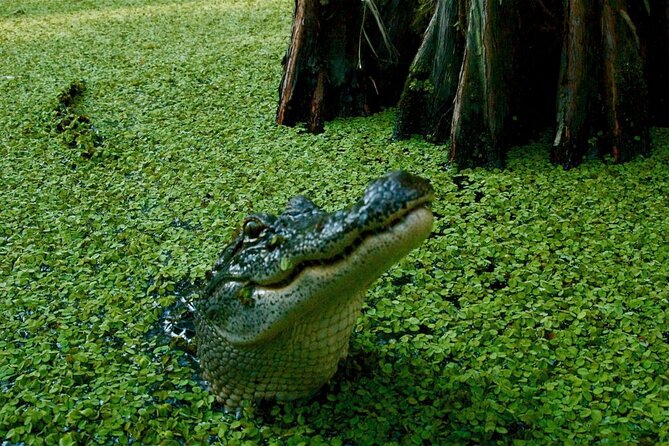 Private Airboat Swamp Tour - Wildlife Encounters