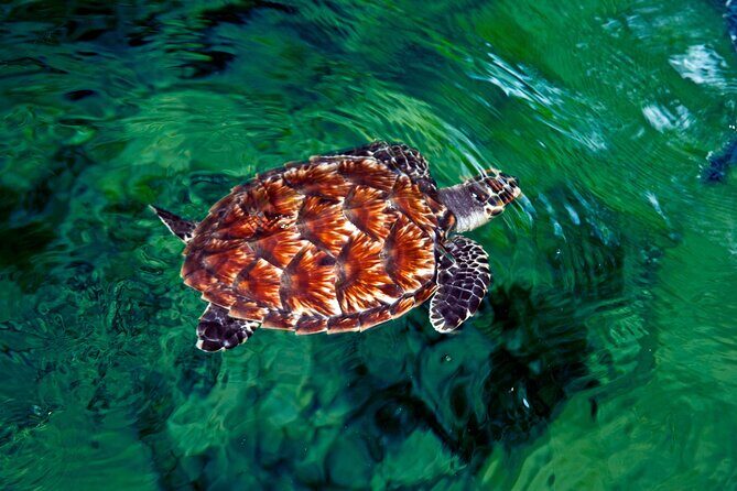 Private Airport to Sofitel Transfer - What Sets This Service Apart?