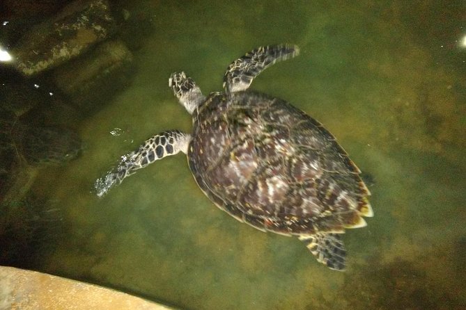 Private All Inclusive Day Tour Southern Sri Lanka Bentota and Galle - Engaging in Cultural Experiences in Southern Sri Lanka