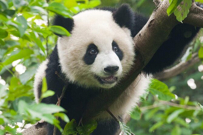 Private All-Inclusive Half-Day Tour to Chengdu Panda Base - Practicalities and Booking Tips