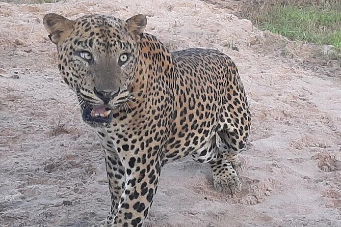 Private All-Inclusive Yala National Park Safari Bentota or Galle - Good To Know