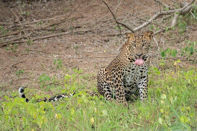 Private All-Inclusive Yala National Park Safari Bentota or Galle - FAQ