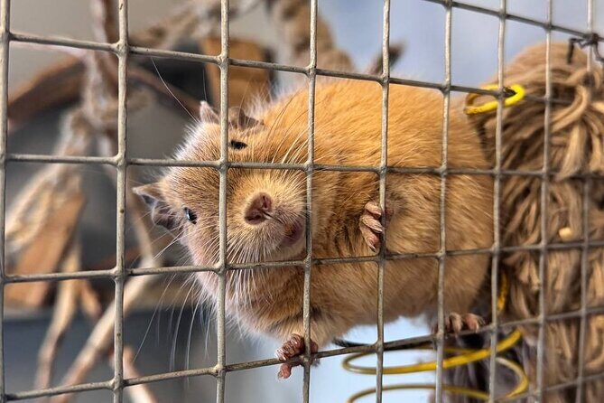 PRIVATE Alpaca Guided Forest Walk + Feeding Helsinki - Good To Know