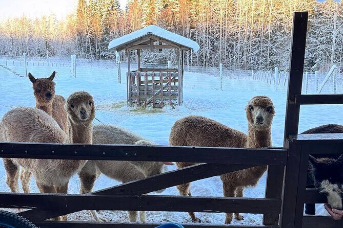 PRIVATE Alpaca Guided Forest Walk + Feeding Helsinki - Detailed Review of the Alpaca Forest Walk & Feeding Tour