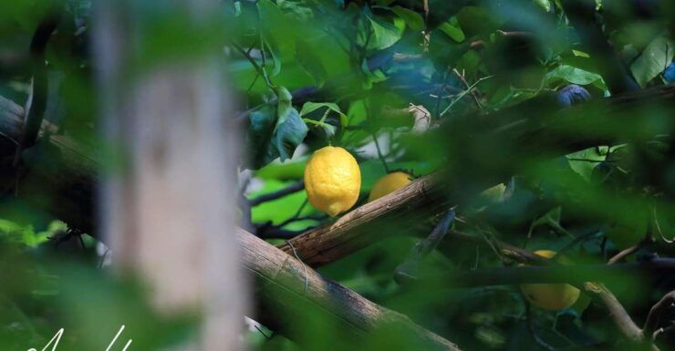 Private: Amalfi Lemon Tour in the Historical Garden - Experience Highlights