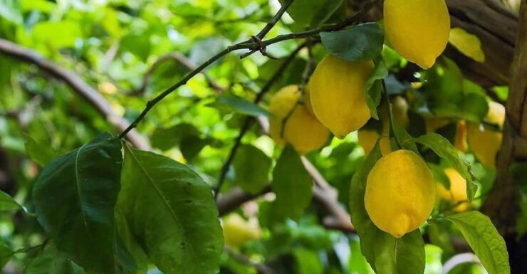 Private: Amalfi Organic Lemon Tour & Tasting - Good To Know
