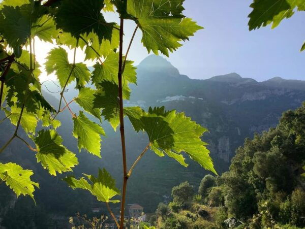 Private: Amalfi Organic Lemon Tour & Tasting - Accommodation and Dining