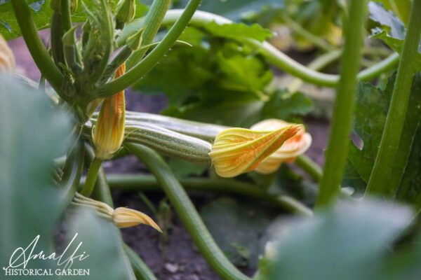 Private: Amalfi Organic Lemon Tour & Tasting - Frequently Asked Questions