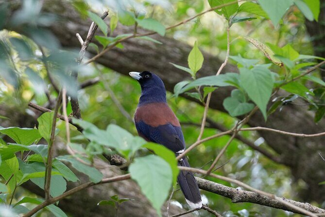 Private Amami Nature and Culture Experience - Exploring the Private Amami Nature and Culture Experience