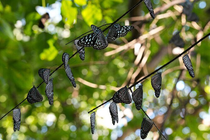 Private Amami Nature and Culture Experience - In-Depth Look at the Itinerary