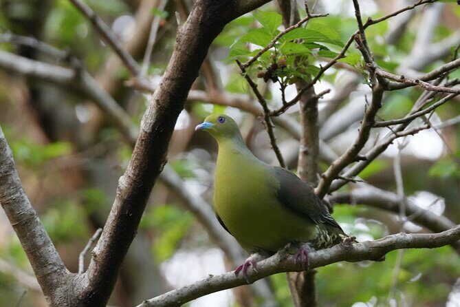 Private Amami Nature and Culture Experience - Final Thoughts