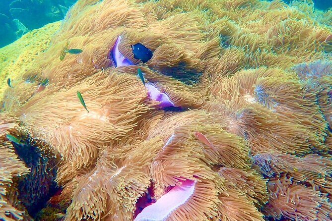 Private An Thoi Island Adventure with Cable Car and Snorkeling - The Value of a Private, Guided Experience