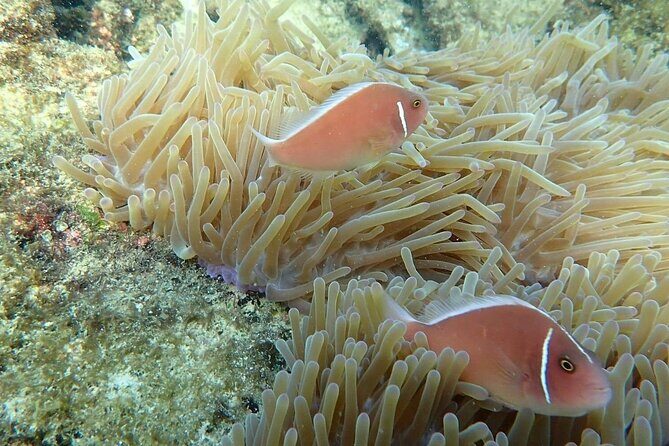 Private An Thoi Island Adventure with Cable Car and Snorkeling - Who Should Consider This Tour?