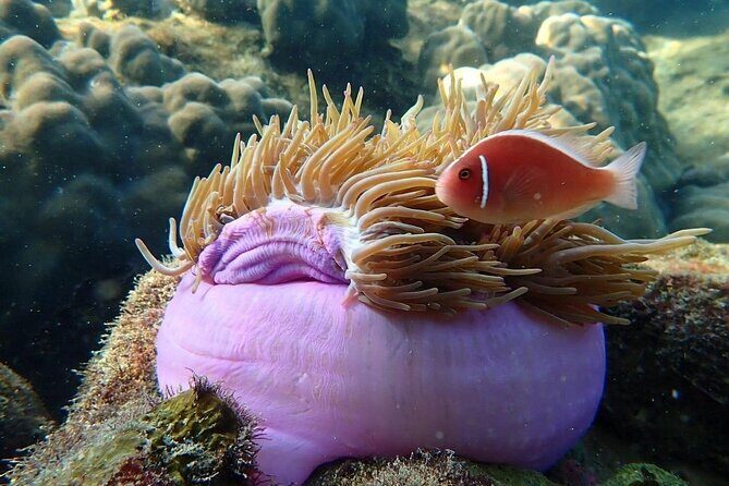 Private An Thoi Island Adventure with Cable Car and Snorkeling - FAQs