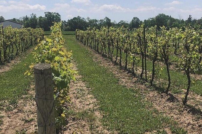 Private and Exclusive Winery Tour with a Wine Expert - Who Will Love This Experience?