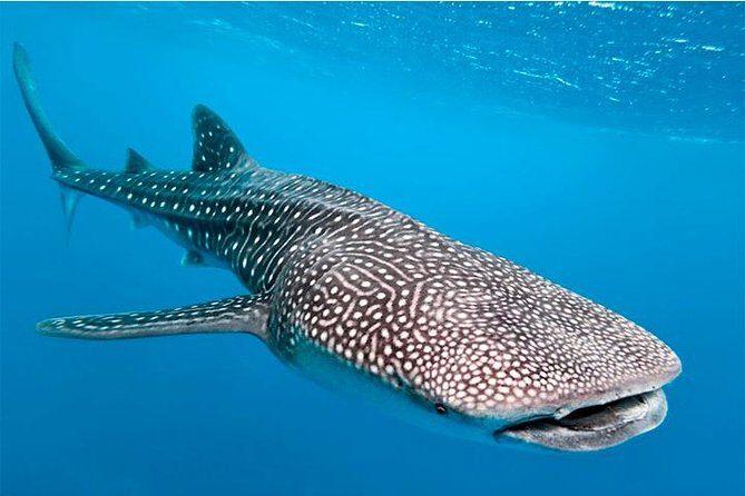 Private and Shared Whale Shark Tour from Tulum - The Practicalities: What’s Included and What to Consider