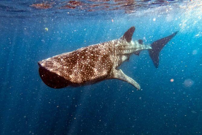 Private and Shared Whale Shark Tour from Tulum - Review Highlights from Travelers