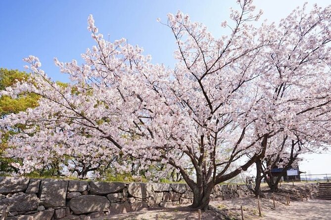 Private and Unique Fukuoka Cherry Blossom Sakura Experience - Booking Options