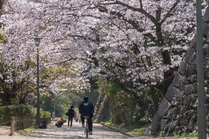 Private and Unique Fukuoka Cherry Blossom Sakura Experience - Meeting Point Directions