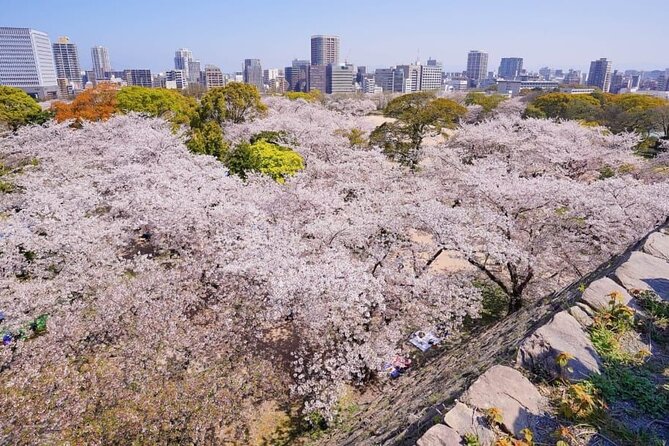 Private and Unique Fukuoka Cherry Blossom Sakura Experience - Transportation Details