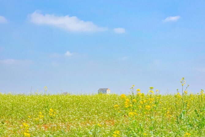 [Private] Anseong Farmland Flower Festival & Golden Buddha Temple - Starting Point and Pickup