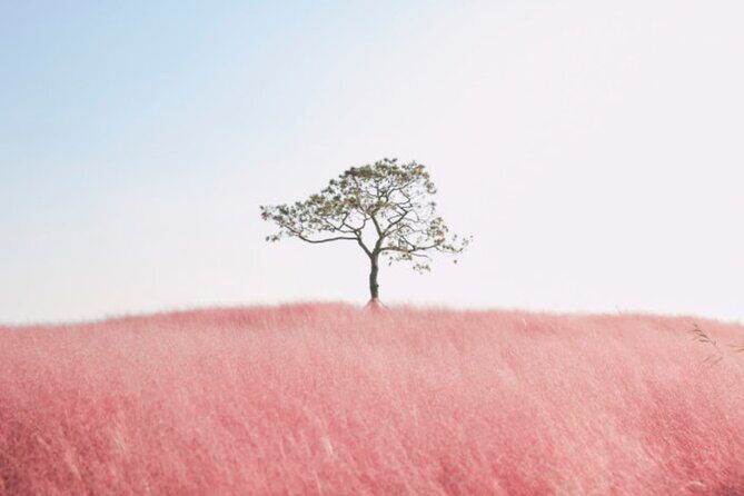 [Private] Anseong Farmland Flower Festival & Golden Buddha Temple - Wawoojeongsa Temple: A Spiritual Retreat