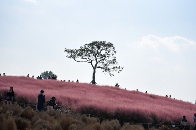 [Private] Anseong Farmland Flower Festival & Golden Buddha Temple - Return to Seoul