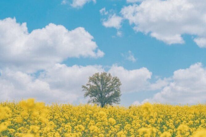 [Private] Anseong Farmland Flower Festival & Golden Buddha Temple - Price and Value