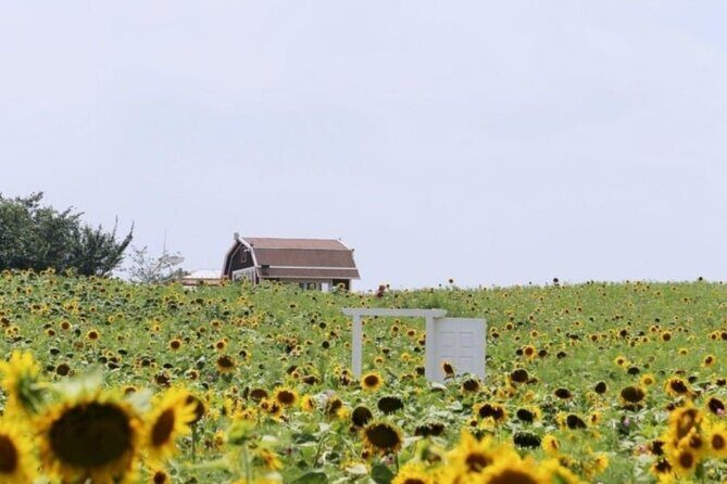 [Private] Anseong Farmland Flower Festival & Golden Buddha Temple - Final Thoughts