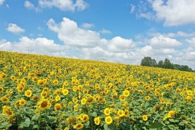 [Private] Anseong Farmland Flower Festival & Golden Buddha Temple - FAQ