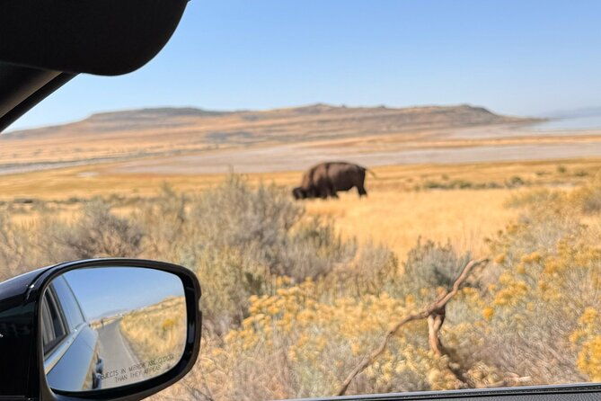Private Antelope Island & Great Salt Lake Tour - What to Expect from the Tour Experience