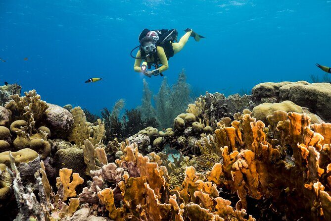 Private Aquafari Tour in Curaçao from Willemstad - Deep Dive into the Tour Experience