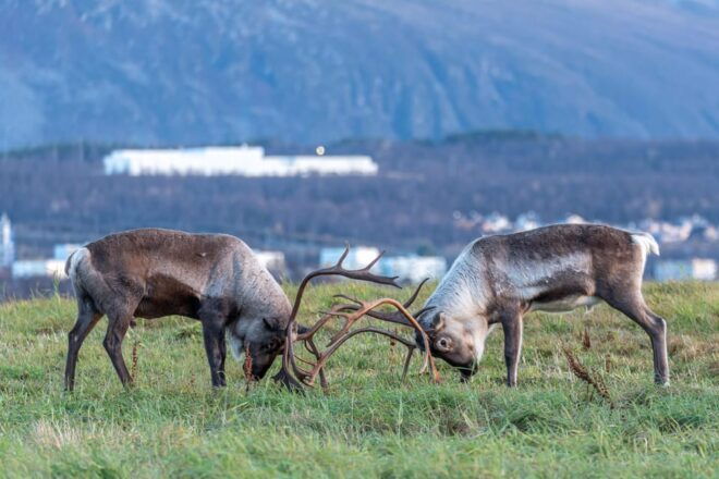 Private Arctic Tour Around the Iconic Fjords of Tromsø - Itinerary Highlights