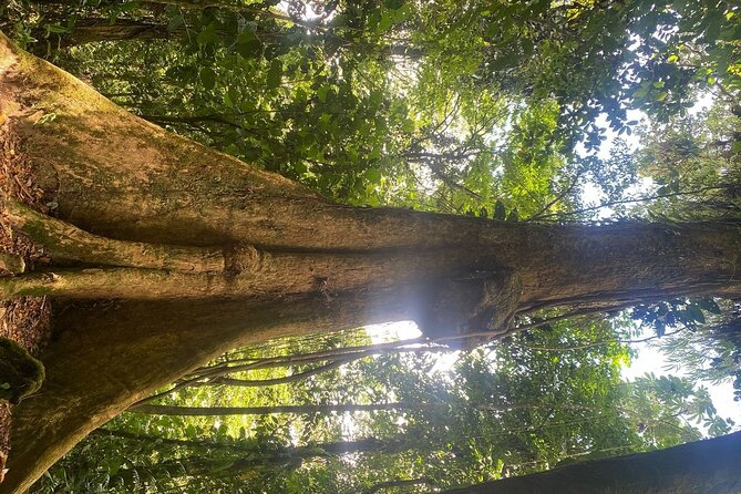 Private Arenal Volcano Hike - Reviews