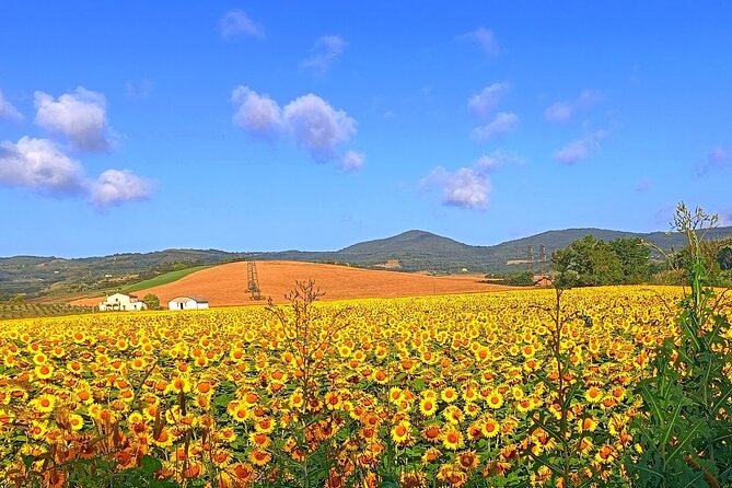 Private Art & Wine Tour in Cortona & Montepulciano, With Lunch & 2 Wine Tastings - Good To Know