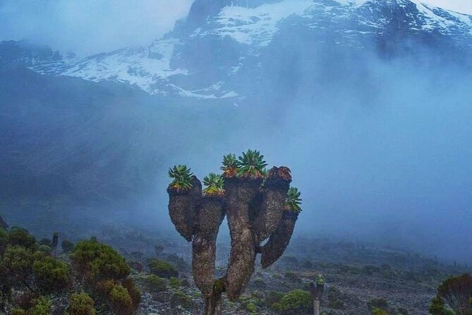 Private Ascend Mountain Kilimanjaro via Lemosho Route. - What To Expect