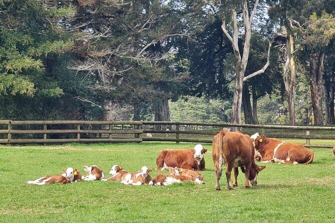 [PRIVATE] Auckland Half Day City Tour - Who Should Consider This Tour?